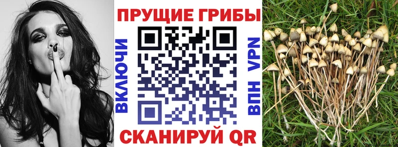 Купить где  Каспийск  Псилоцибиновые грибы GOLDEN TEACHER 
